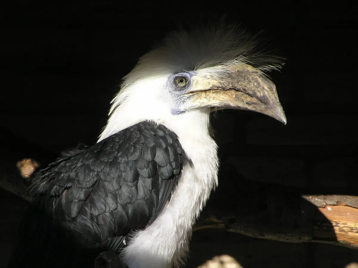 File:Berenicornis comatus (female)-captivity-8.jpg