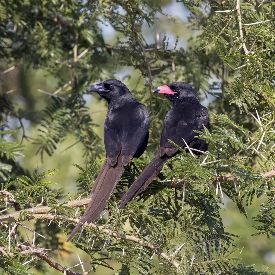 File:Piapiac (Ptilostomus afer) sub-adult (l) and immature (r).jpg