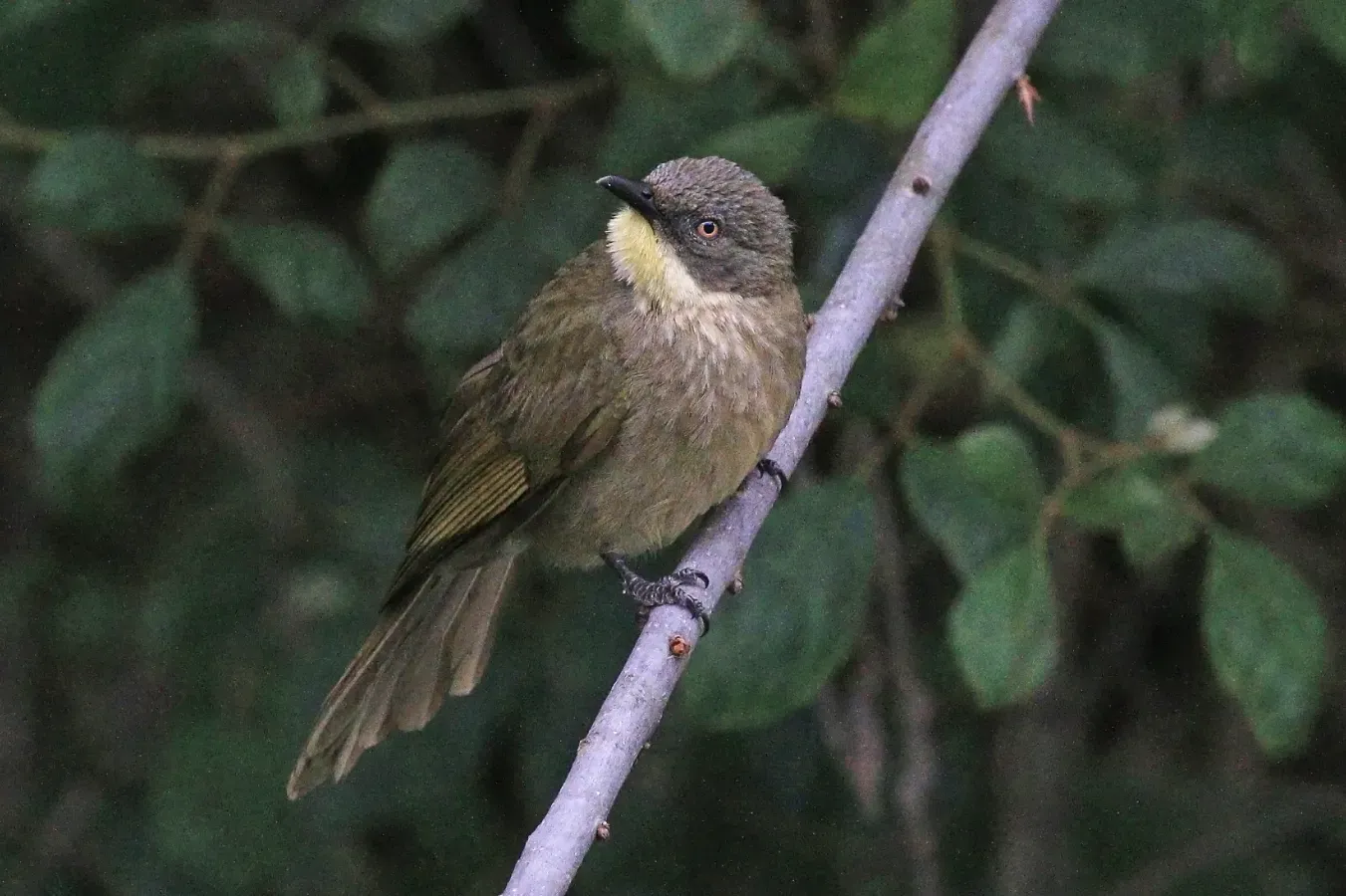 File:Yellow-throated leaflove (Atimastillas flavicollis flavigula).jpg