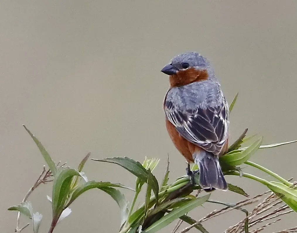 File:Sporophila hypochroma - Red-rumped seedeater (male).jpg