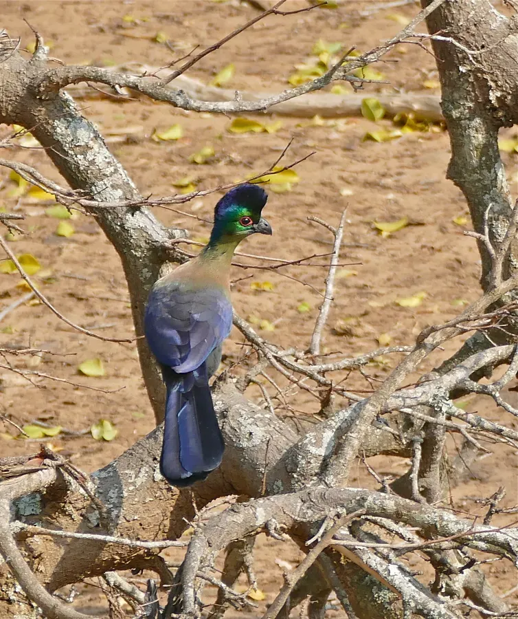 File:Purple-crested Turaco (Gallirex porphyreolophus) (31317685744).jpg