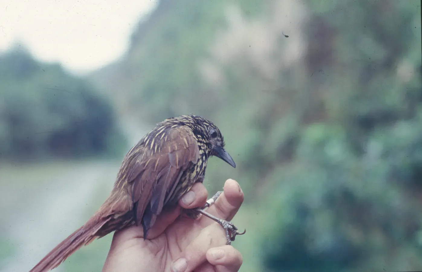 File:Thripadectes flammulatus -NBII Image Gallery-a00252.jpg