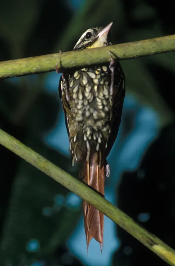 File:Margarornis squamiger -NBII Image Gallery-a00214.jpg