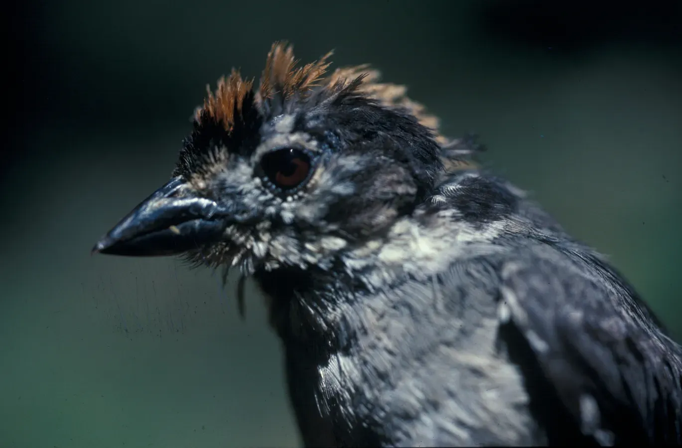 File:Atlapetes leucopterus -NBII Image Gallery-a00293.jpg