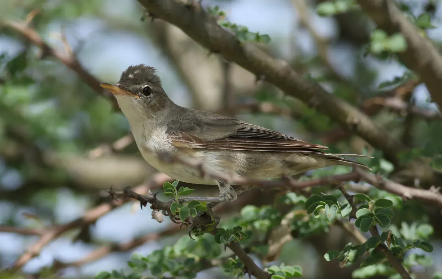 File:Olive-tree warbler, Hippolais olivetorum, at Elephant Sands Lodge, Botswana (31477242263).jpg