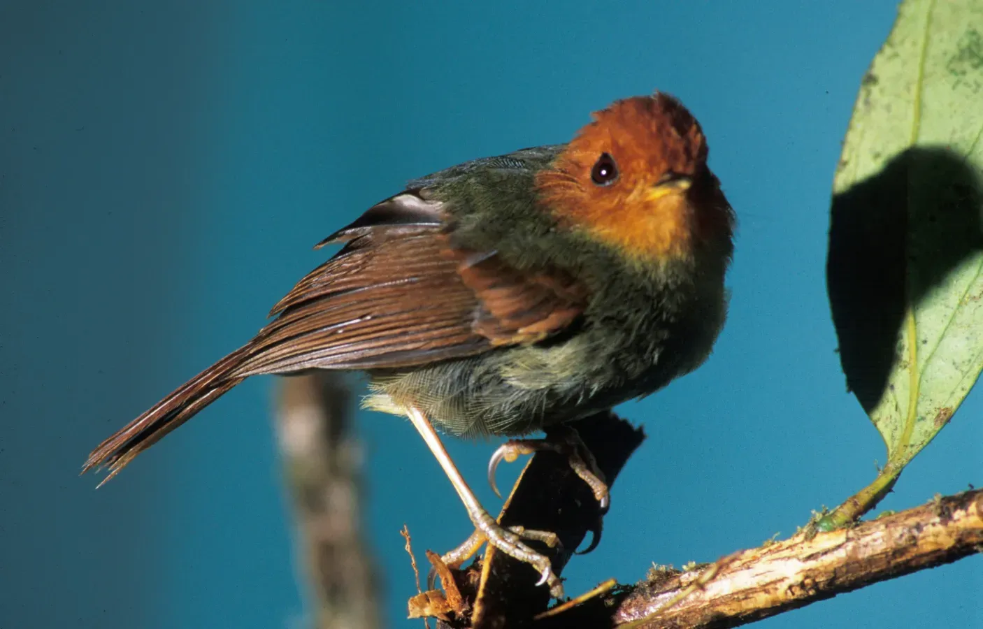 File:Pseudotriccus ruficeps -NBII Image Gallery-a00198.jpg
