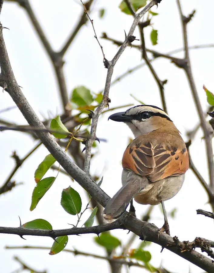 File:Black-crowned Tchagra (Tchagra senegalus) (32300572725).jpg