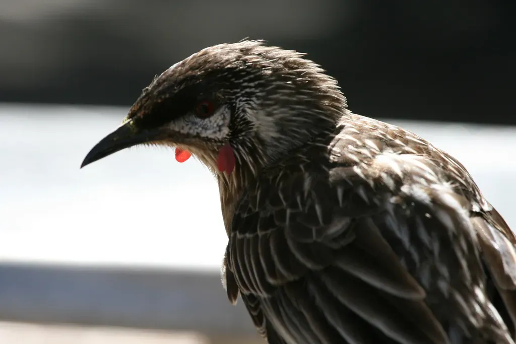 File:Anthochaera carunculata (Red Wattlebird).jpg