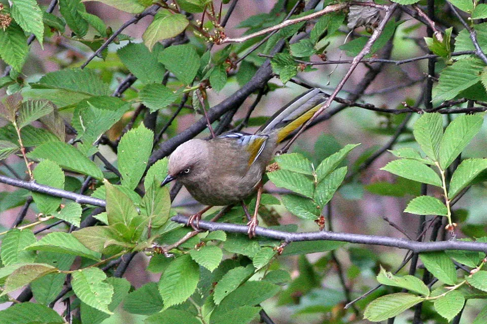 File:Trochalopteron elliotii.jpg
