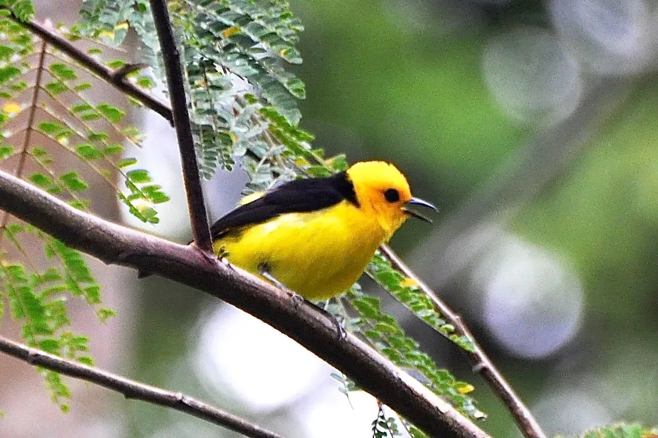 File:Chrysothlypis chrysomelas.jpg