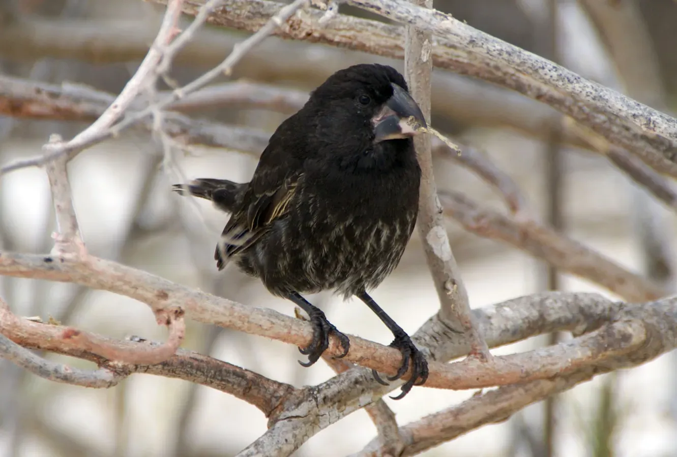 File:Geospiza conirostris.jpg