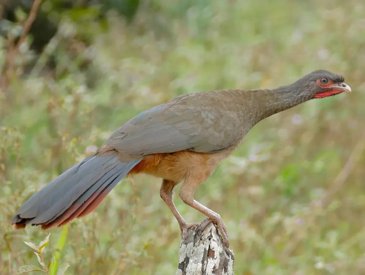 File:Chaco Chachalaca (Ortalis canicollis).jpg