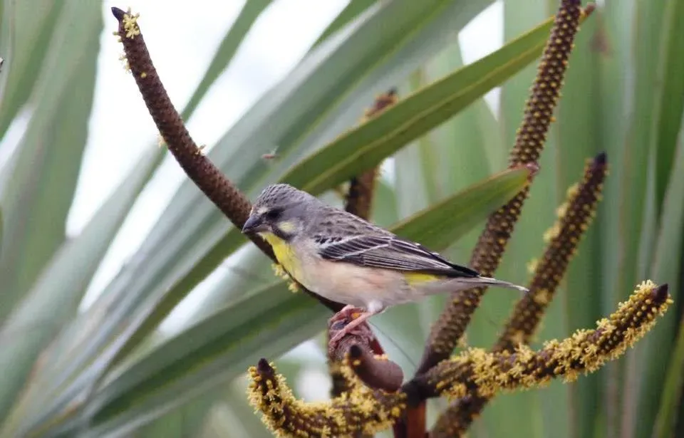 File:Crithagra citrinipectus, Ponto da Barra, Birding Weto, a.jpg