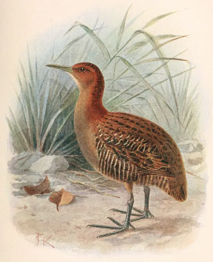 File:Lewinia muelleri.jpg