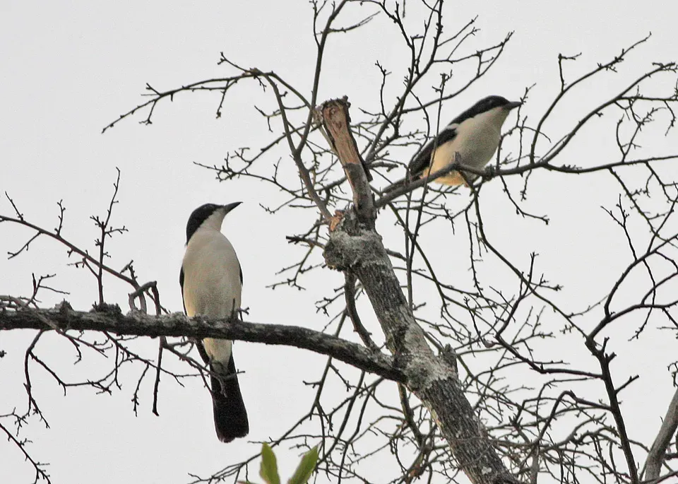File:Laniarius bicolor.jpg