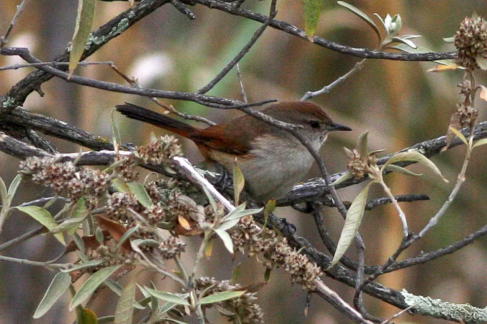 File:Asthenes dorbignyi.jpg