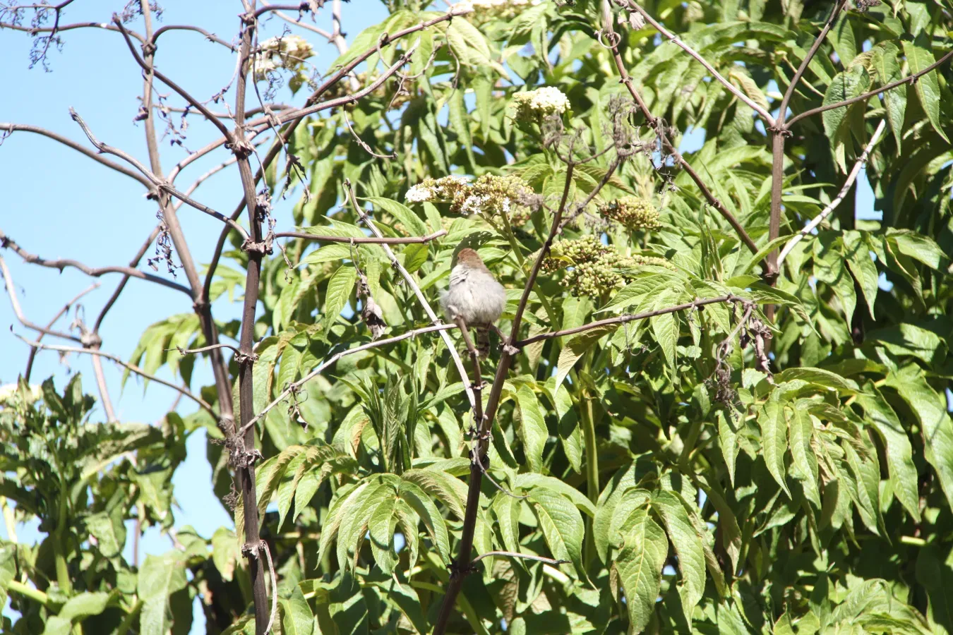 File:Cisticola hunteri 01.jpg