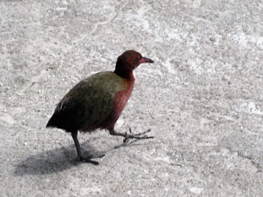 File:Aldabra Rail (Dryolimnas cuvieri aldabranus).jpg