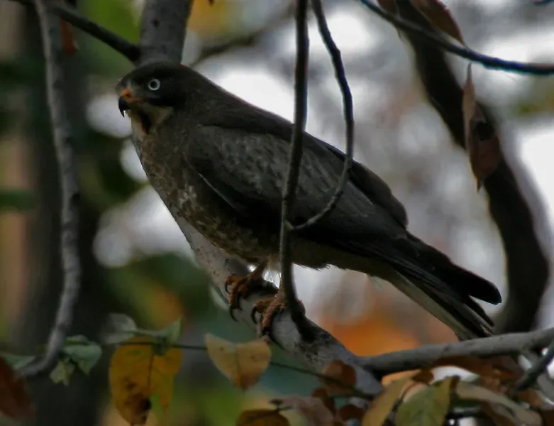 File:White-eyed Buzzard (Butastur teesa) in Kawal WS, AP W IMG 2038.jpg
