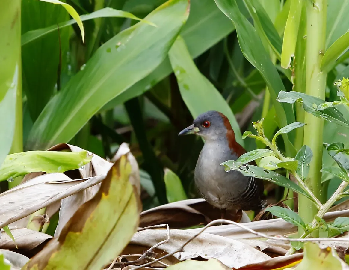 File:Grey-breasted crake-Sanã-do-capim-Burrito pecho gris (Laterallus exilis).jpg