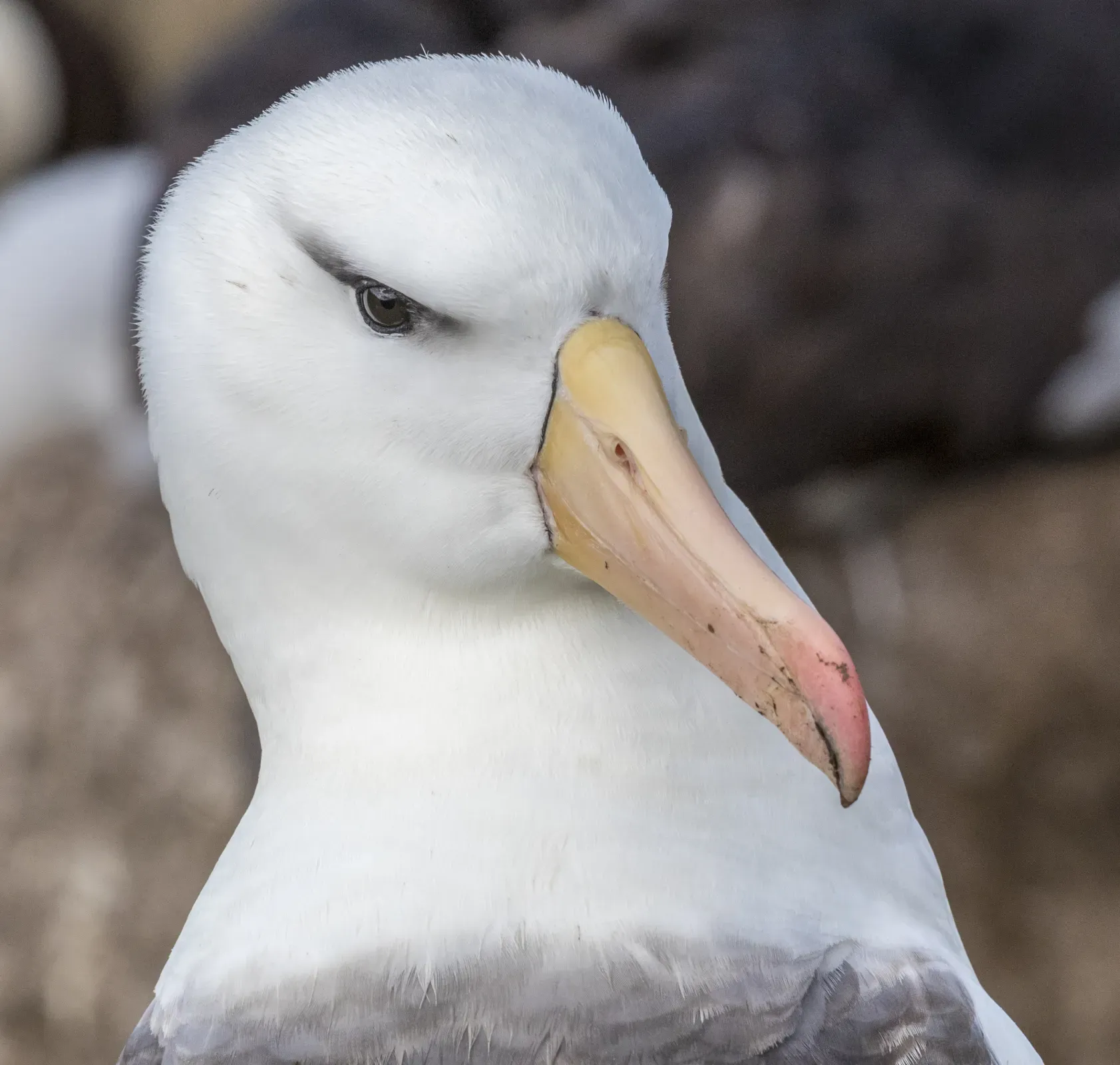 File:FAL-2017-West Point Island, Falkland Islands-Black-browed albatross (Thalassarche melanophris) 02.jpg