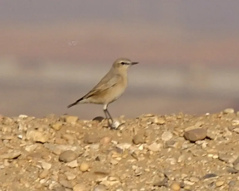 File:EF Isabelline Wheatear Oenanthe isabellina Q0S5349.jpg