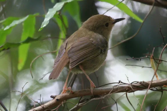 File:Atherton Scrubwren (Sericornis keri) from behind.jpg