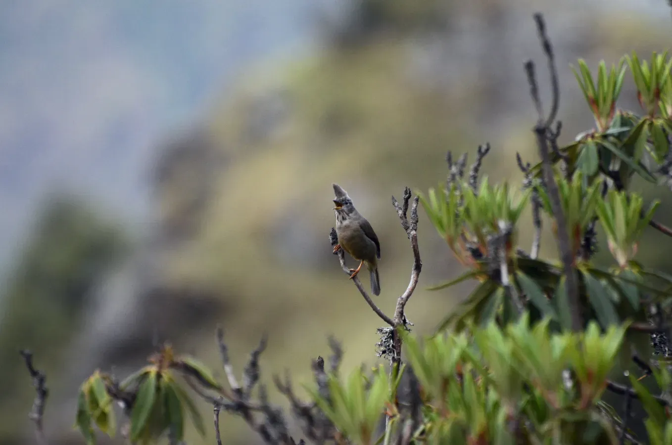 File:Stripe-throated yuhina (Yuhina gularis) JEG0978.jpg