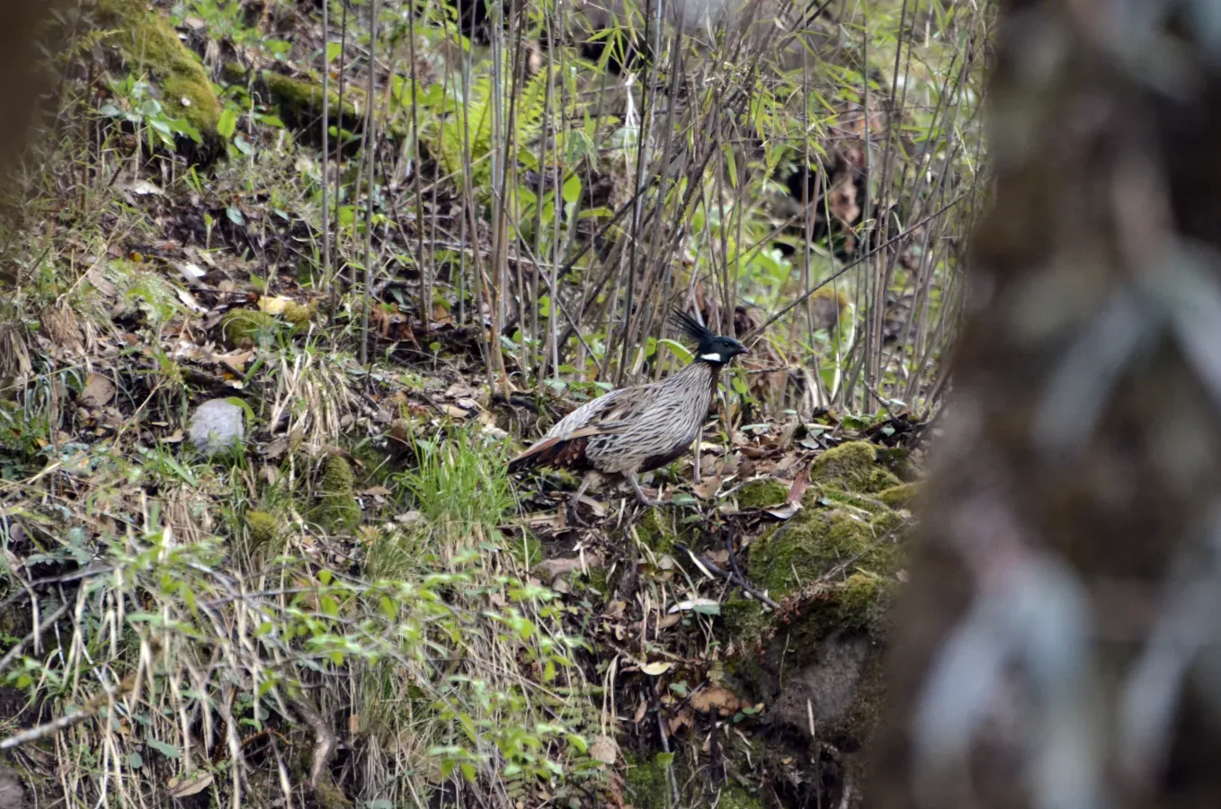 File:Koklass Pheasant Pucrasia macrolopha male JEG0178.jpg