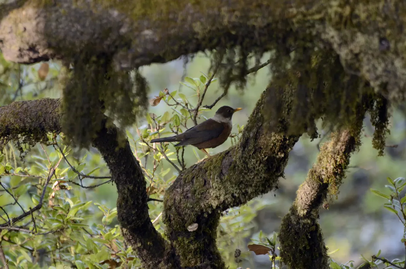File:White-collared Blackbird Turdus albocinctus- Female JEG2067.jpg