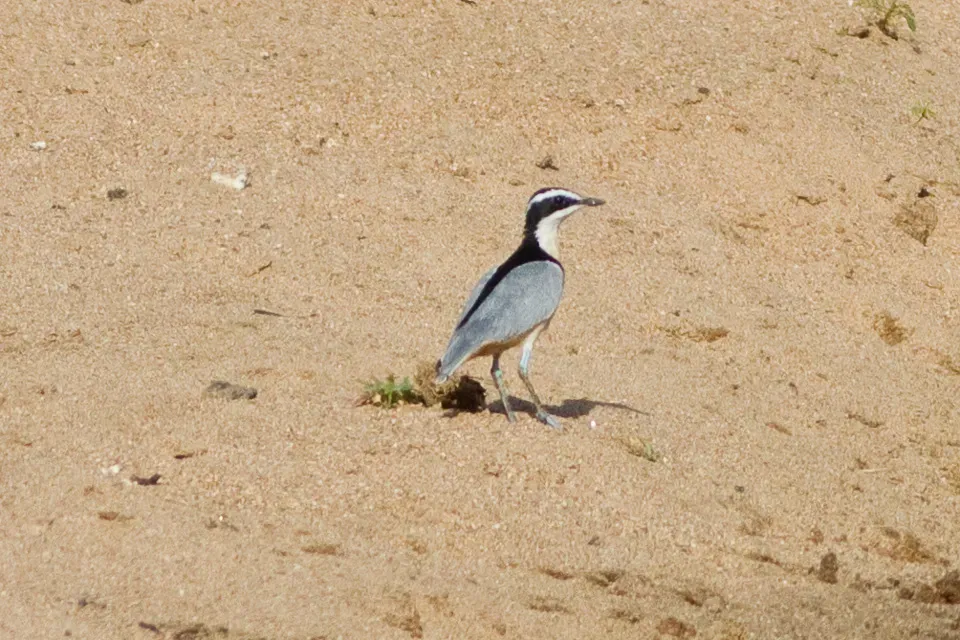 File:Egyptian Plover (Pluvianus aegyptius) at the Bénoué National Park 01.jpg