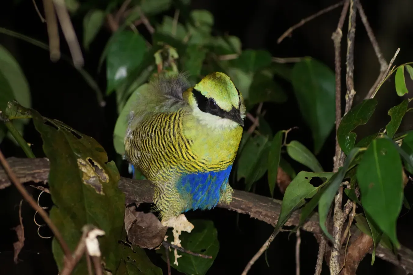File:Hydrornis elliotii.jpg