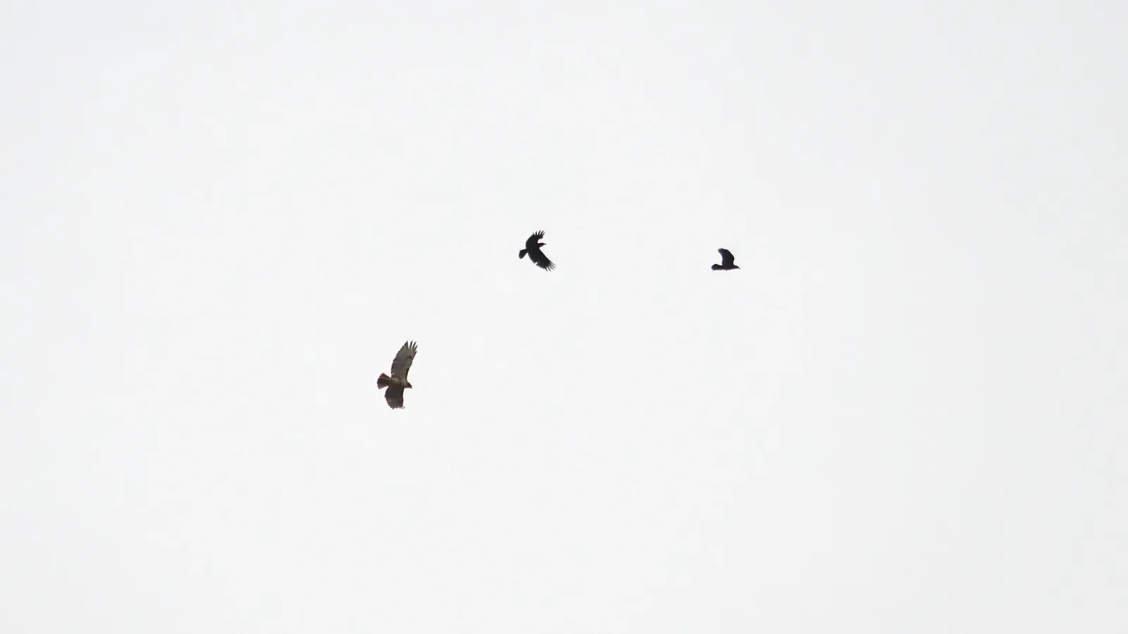 File:American crows (Corvus brachyrhynchos) Attacking a Red-tailed Hawk (Buteo jamaicensis) - Guelph, Ontario 01.jpg