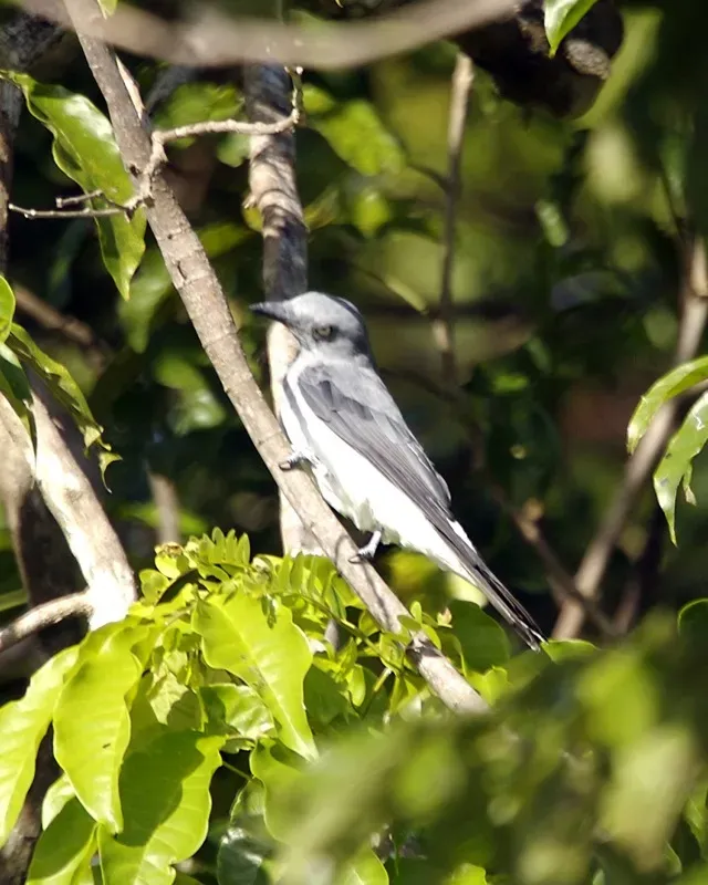 File:Ashy Minivet (Pericrocotus divaricatus).jpg