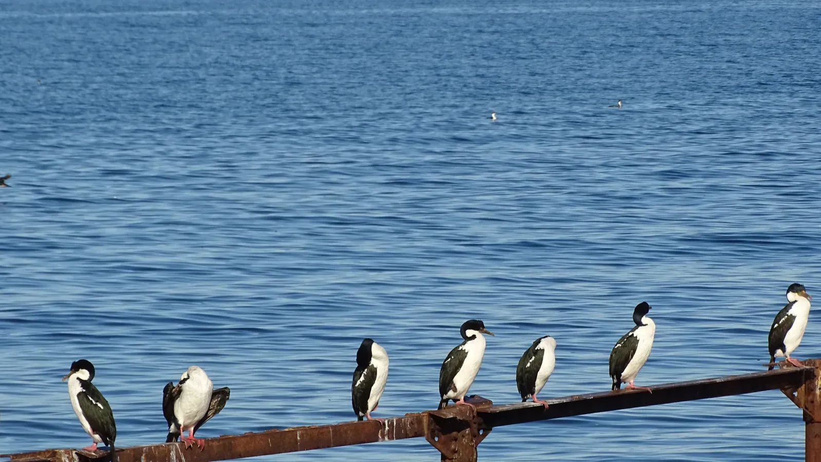 File:Leucocarbo bransfieldensis Punta Arenas Chile 01.jpg