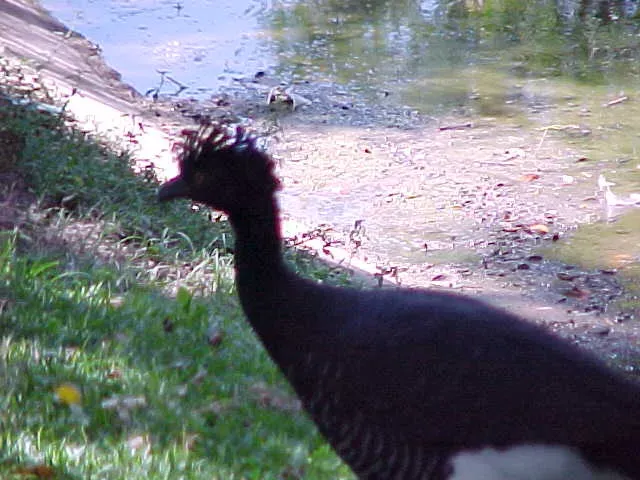 File:Crax daubentoni (female).jpg