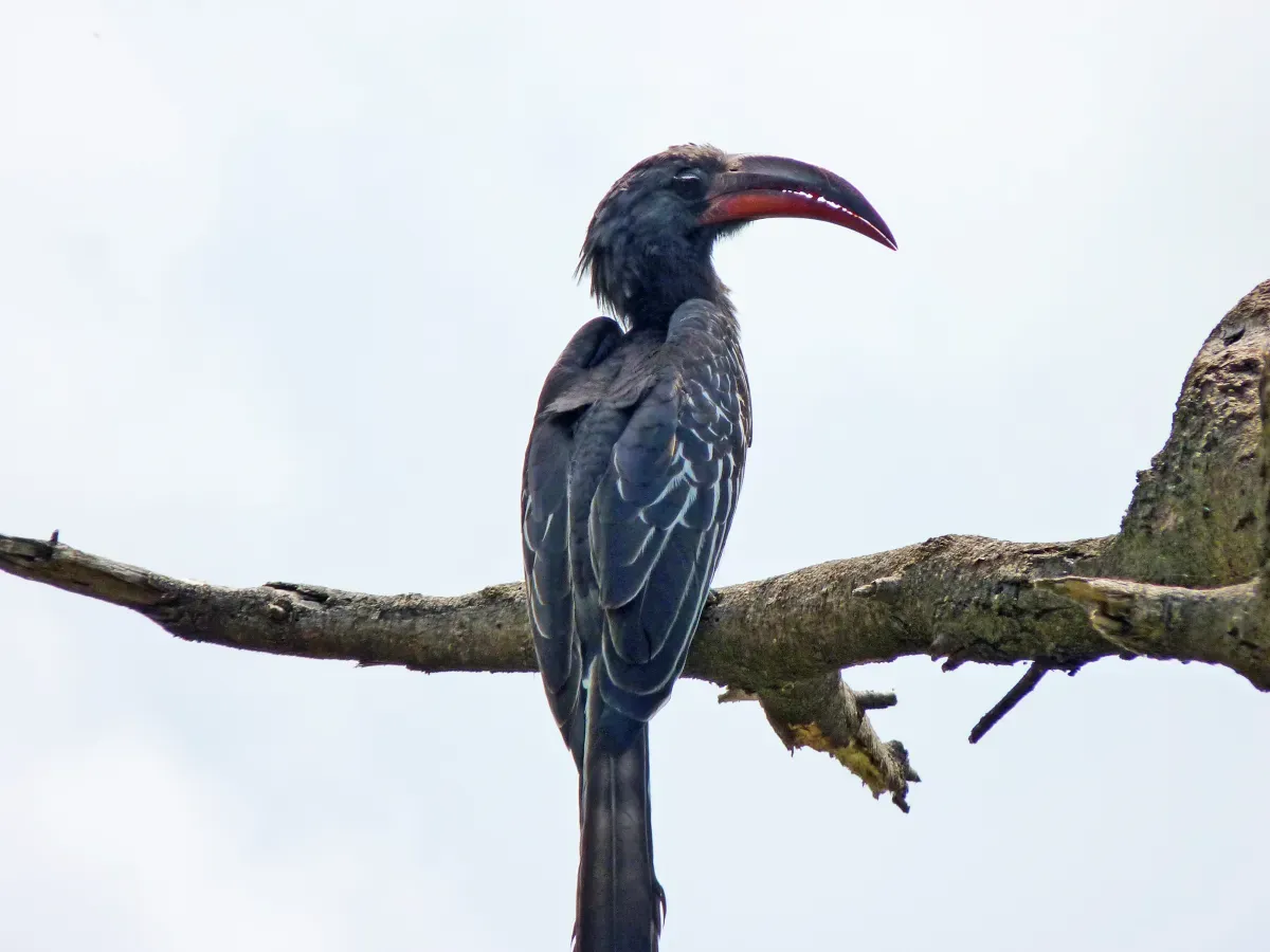 File:Lophoceros hemprichii, Ethiopia (27063739411).jpg
