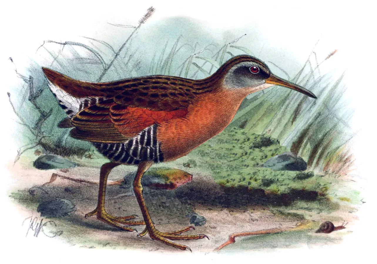 File:Rallus aequatorialis Keulemans.jpg