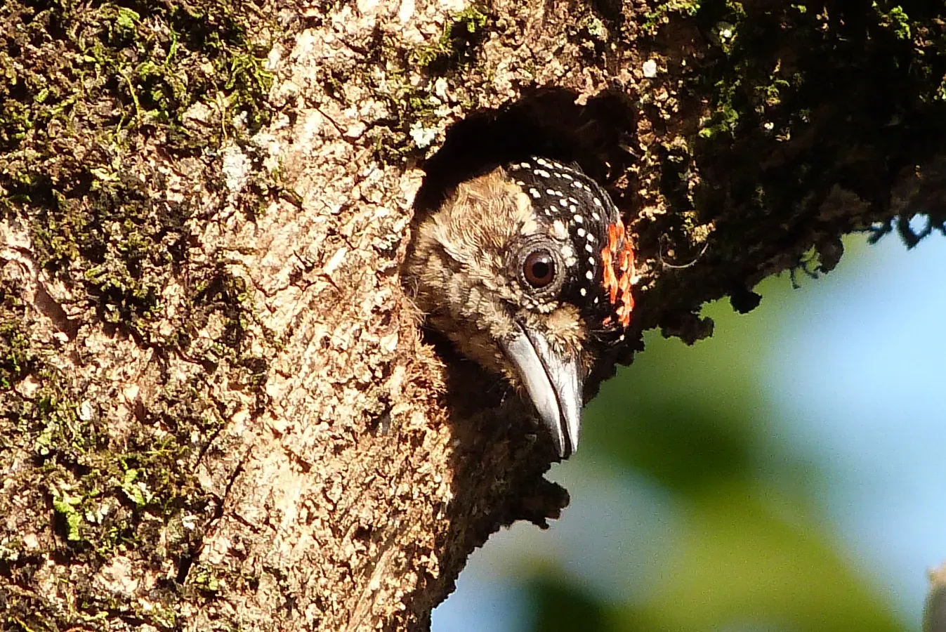 File:Picumnus albosquamatus(Macho).jpg