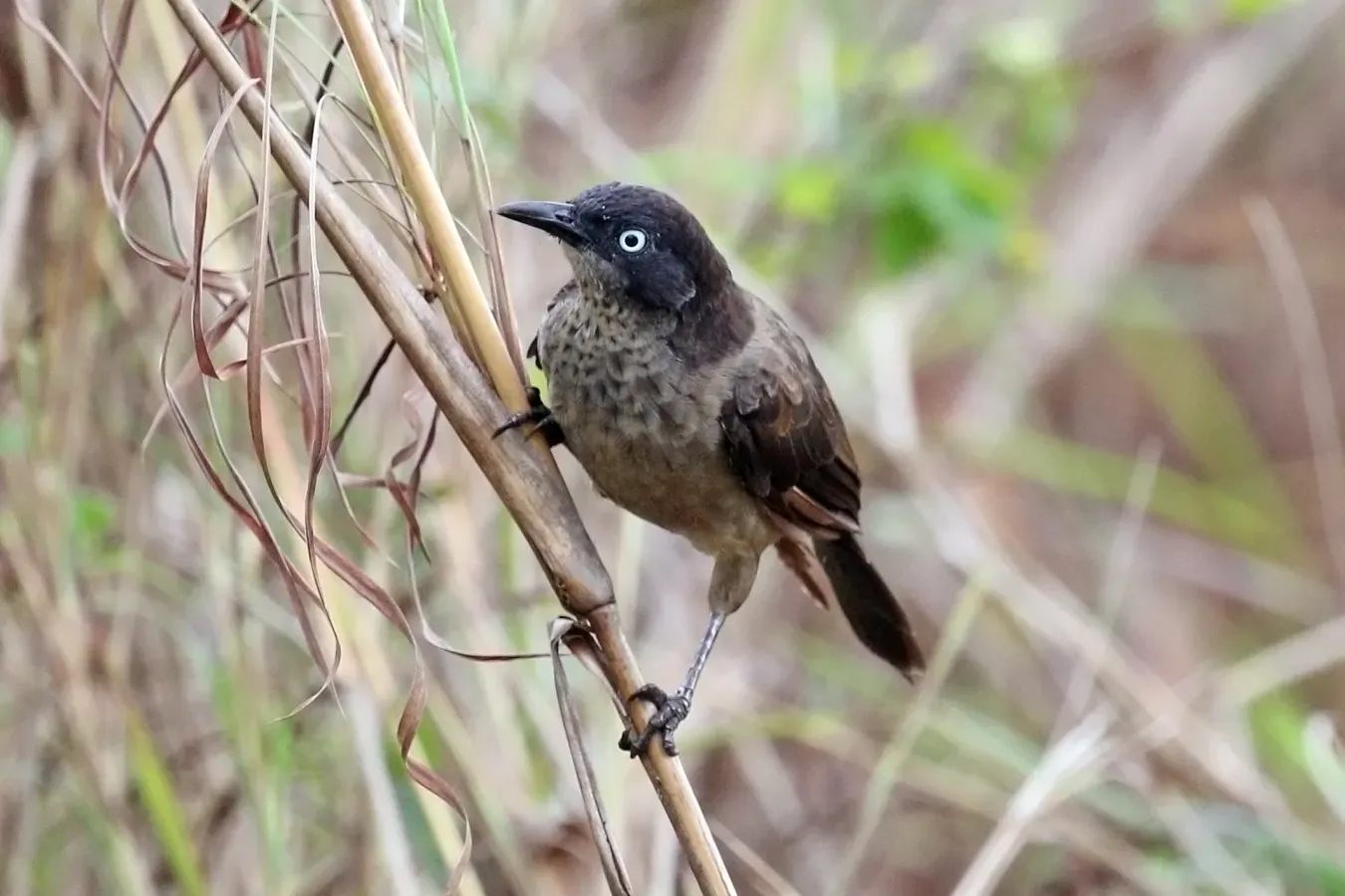 File:Blackcap babbler (Turdoides Reinwardtii stictilaema).jpg
