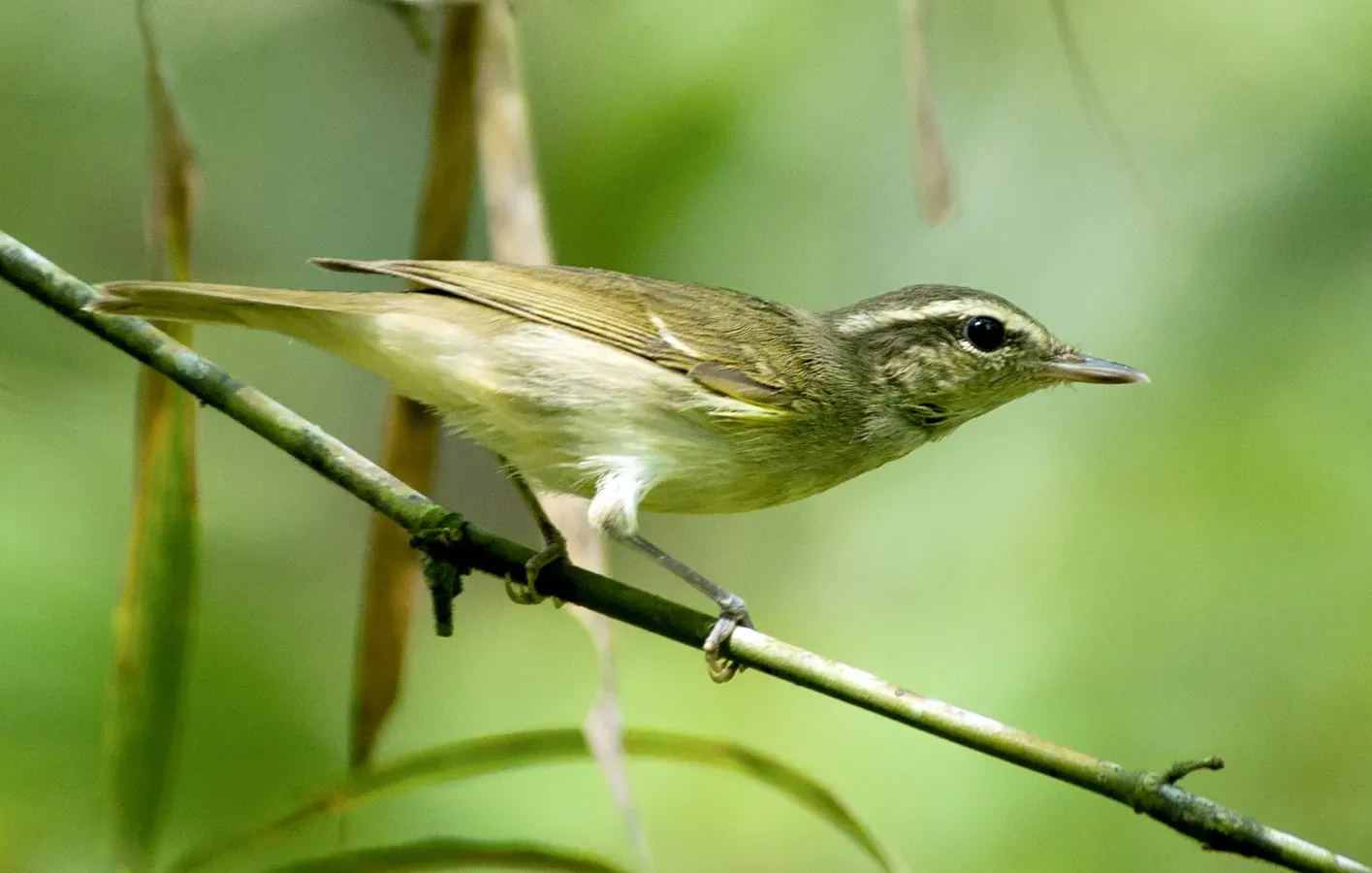 File:Large-billed Leaf Warbler (Phylloscopus magnirostris).jpg