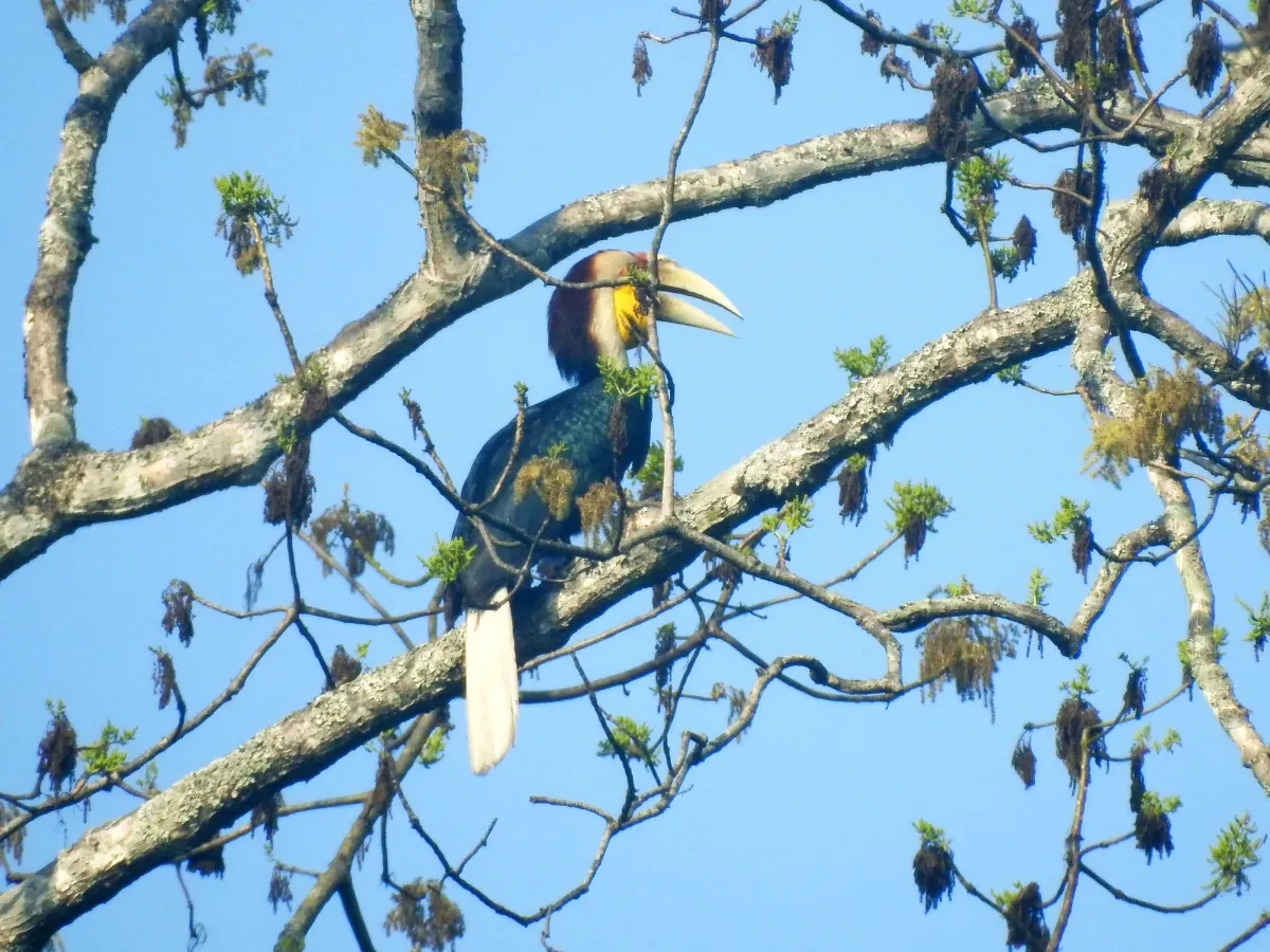 File:Bird Wreathed Hornbill Rhyticeros undulatus DSCN9018 13.jpg