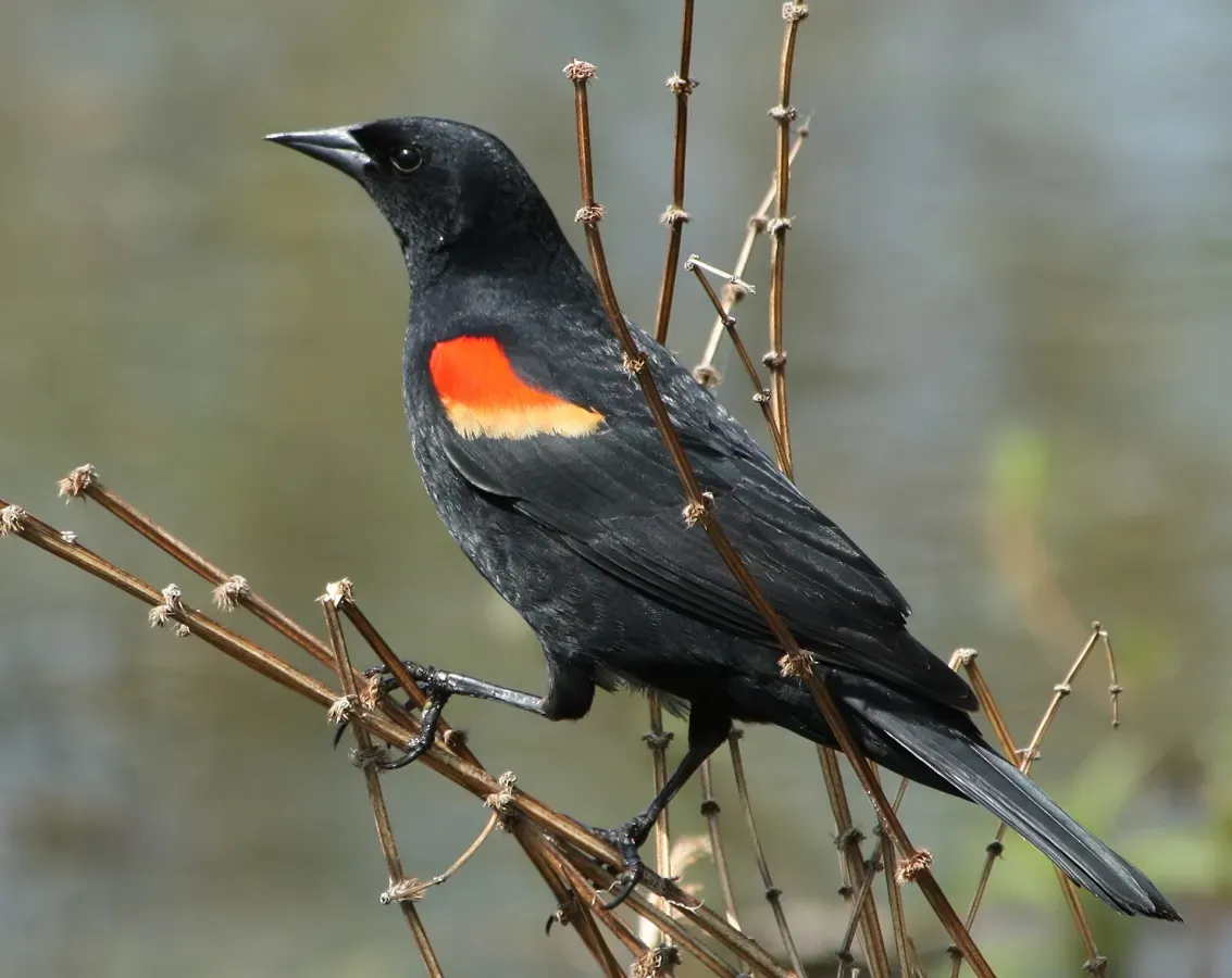 File:Agelaius phoeniceus 0110 taxo.jpg