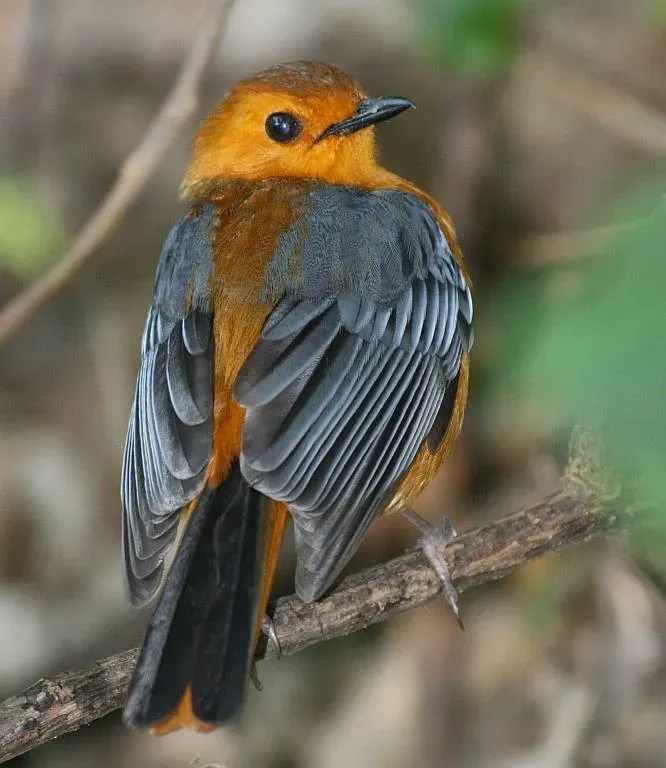 File:Red-capped Robin-Chat (Cossypha natalensis).jpg