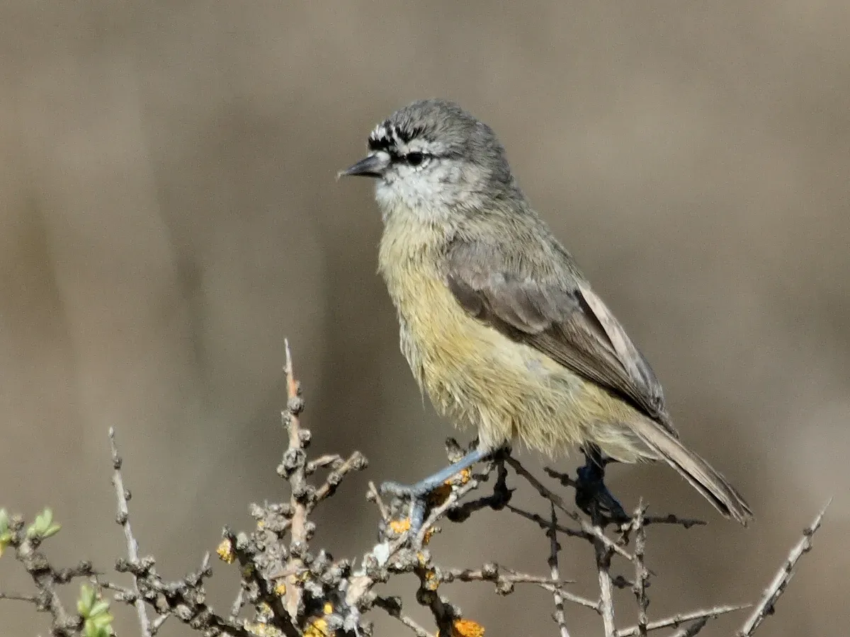 File:Southern Penduline-Tit (Anthoscopus minutus).jpg