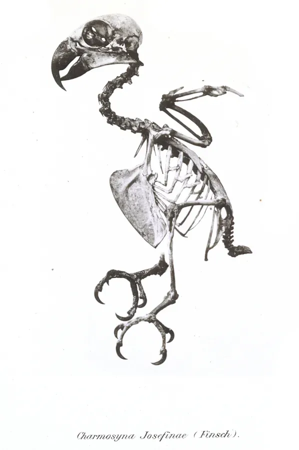 File:Charmosyna Josefinae 2.jpg