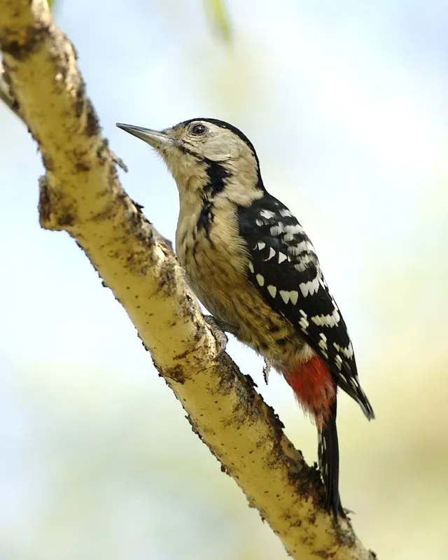 File:Fulvous-breasted Woodpecker (Dendrocopos macei).jpg