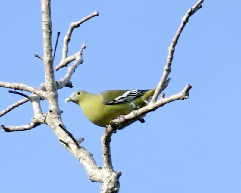 File:Grey-cheeked Green Pigeon (Treron griseicauda wallacei).jpg