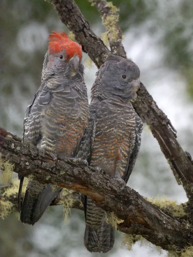File:Callocephalon fimbriatum (pair) -NSW -Australia-8.jpg
