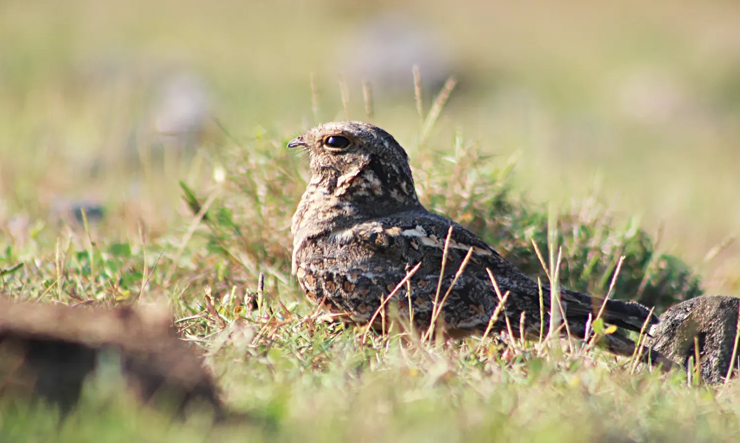 File:Cabak kota (Caprimulgus affinis).jpg